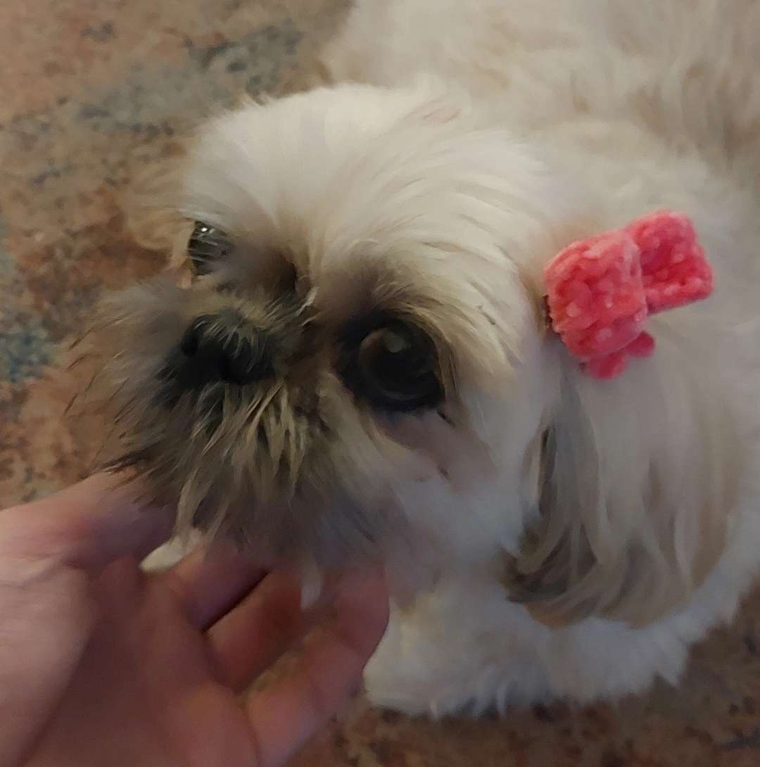 Bow dog