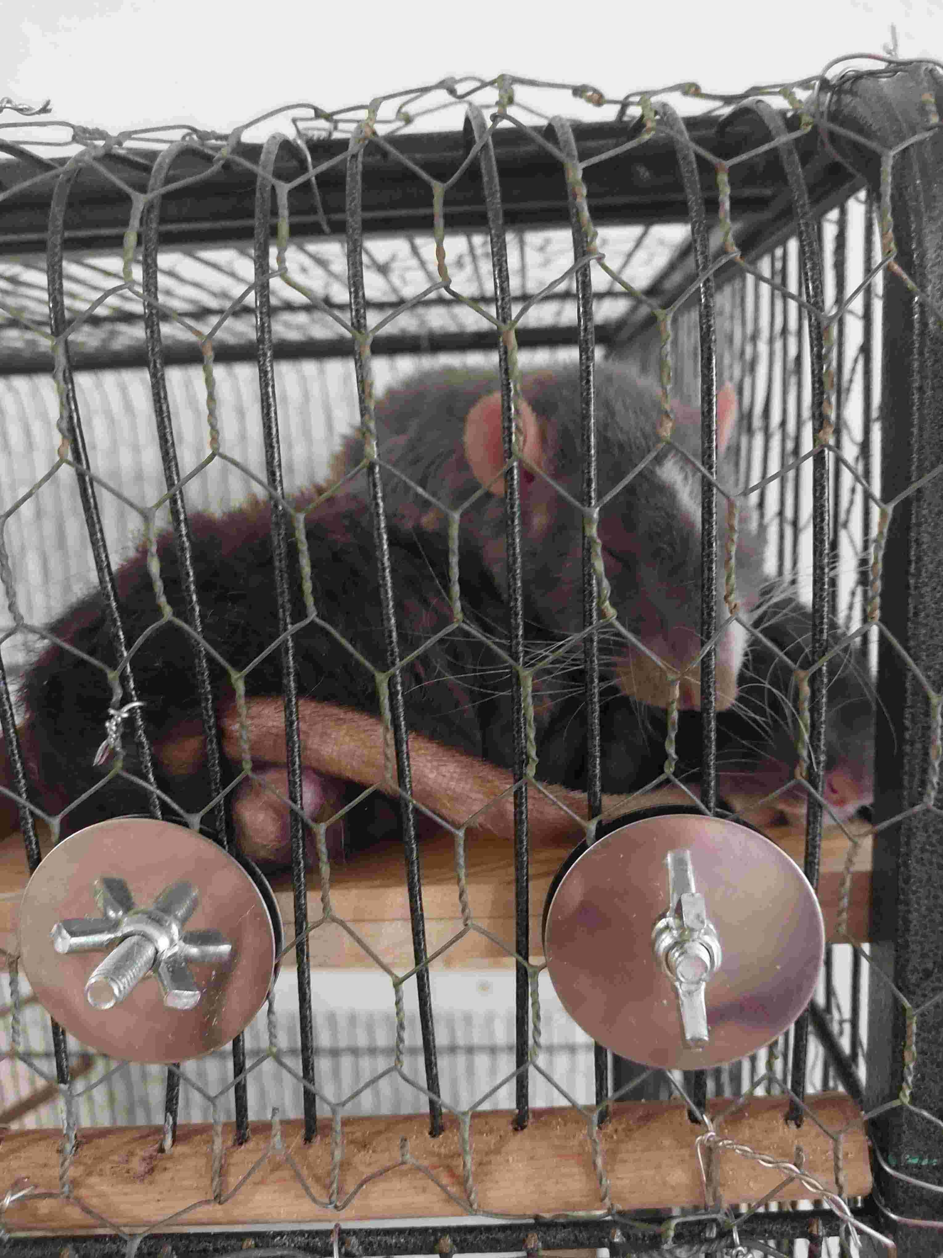 My cute little rats
